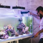 Best LED Aquarium Lighting For Plants & SPS Corals
